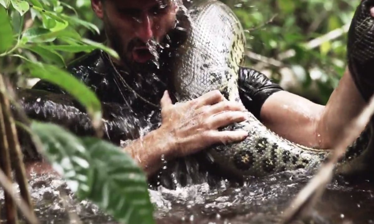 A falta de pernil, cazaron una anaconda en Bolívar (Video)