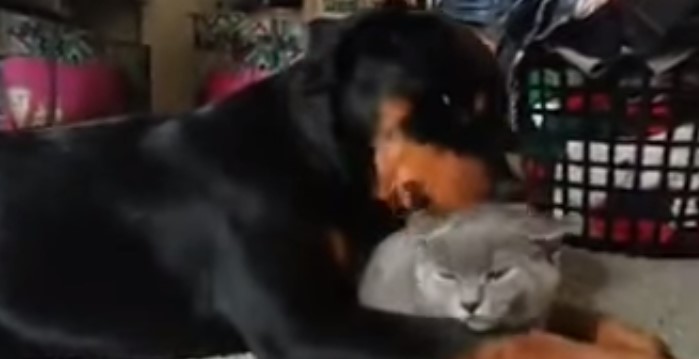 El amapucheo de un rottweiler a un gatito (Video + awww)