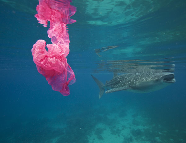 Siete países del Caribe prohibirán plásticos de un solo uso a partir de enero