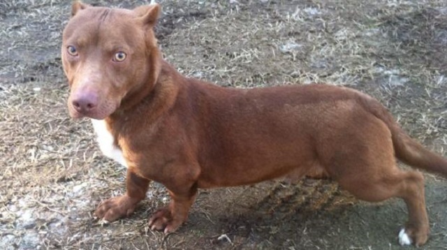 Pitbull-salchicha, el extraño perro que es furor en las redes (Foto)