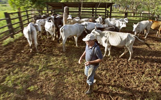 Retórica oficial y decomisos empeoran oferta de carne