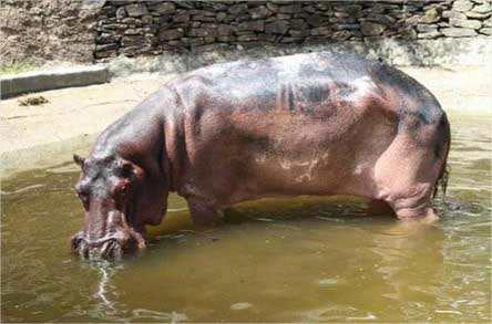 Investigarán muerte de hipopótamo en zoológico de Caricuao