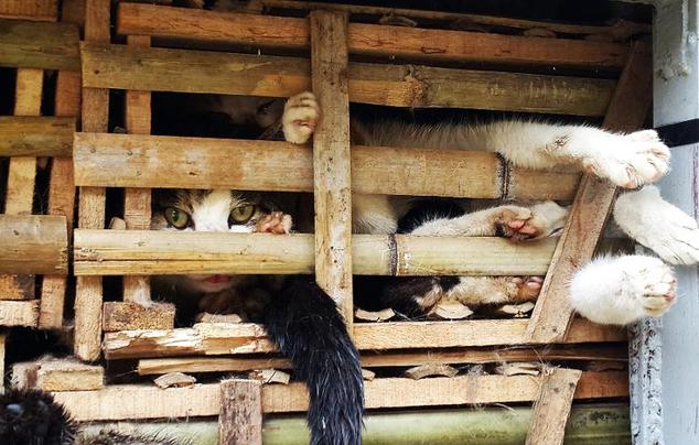 Entierran a miles de gatos que iban a ser entregados en restaurantes vietnamitas