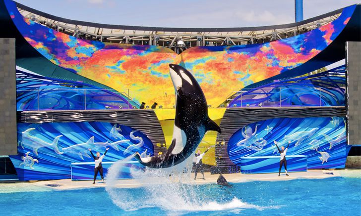 SeaWorld acentúa sus pérdidas mientras intenta salir de la polémica por orcas