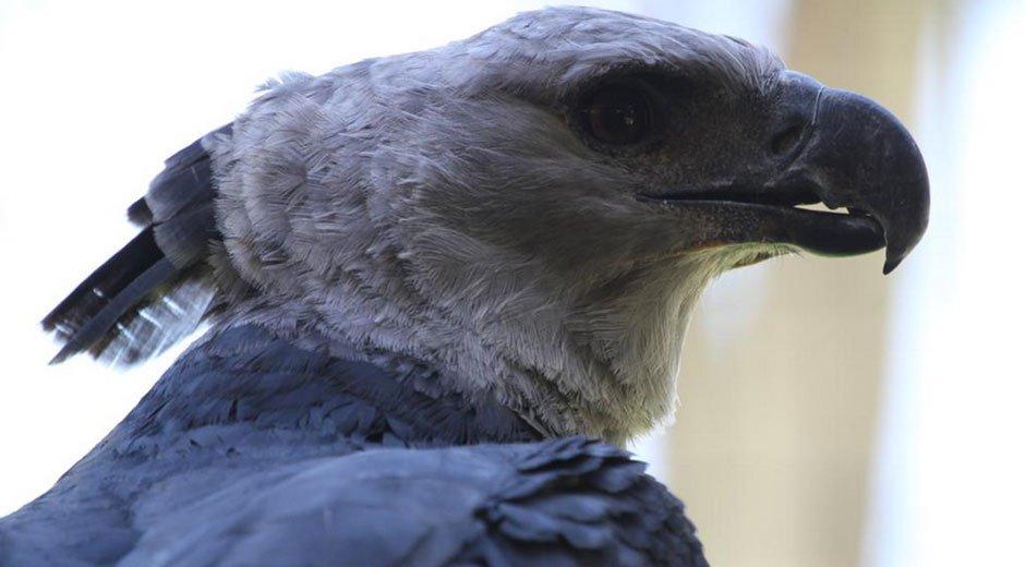 Murió el águila harpía de Parque del Este