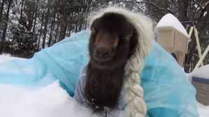 La cabra disfrazada de la princesa Elsa se vuelve viral (Video)