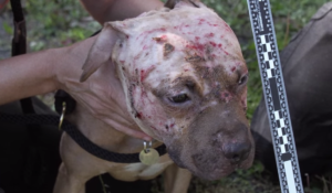 Antes y después de perritos rescatados, demuestra las terribles consecuencias de las peleas de perros (Video)