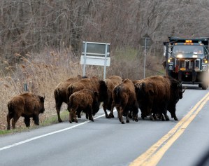 Abatidos 15 búfalos que huyeron de una granja