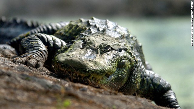 No era su día … Lo mató un cocodrilo mientras se lavaba las manos en la orilla de un lago