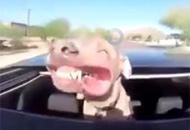 Nuevo dicho: Más feliz que perro en quema coco (VIDEO)