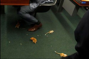 Diputados discutían escándalo de Petrobras y ratones entraron en escena (fotos y video)