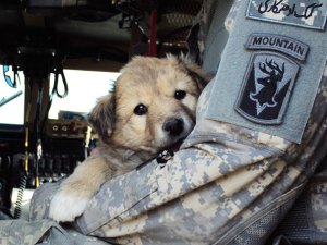 ¡Hermoso! 20 soldados y animales que se hicieron amigos en zonas de guerra (Fotos)
