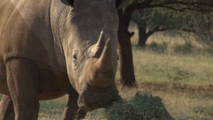 Guardabosques pasan por entrenamiento militar para salvar rinocerontes (Video)