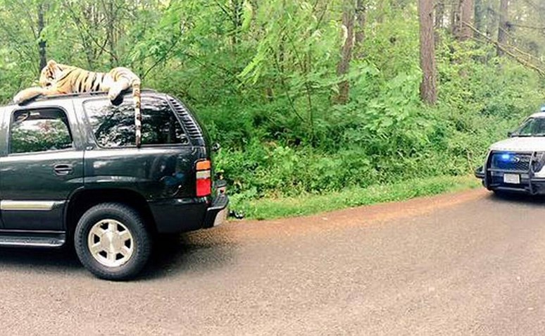 Enorme tigre de peluche provocó alerta al 911 (Foto)