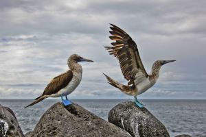 Galápagos: el destino soñado de los amantes del mundo animal