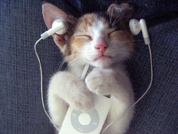 Música para gatos: así suenan las melodías creadas para ellos por científicos