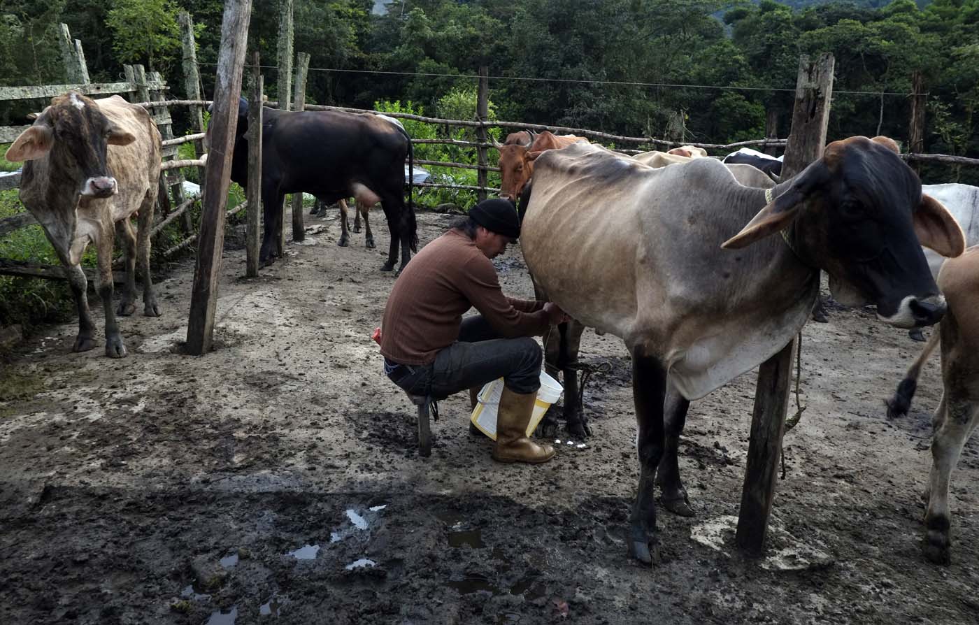 Guerrilla cobra 10% de las reses a productores de Apure, Barinas y Táchira