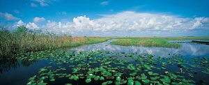 Everglades National Park, un paraíso tropical