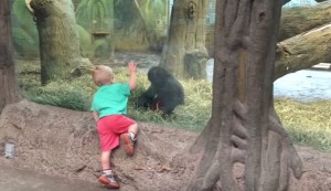 ¡Increíble! Gorila juega al escondite con un niño (Video)