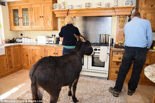 En FOTOS: Breve historia del burro que se cree humano y vive como perro