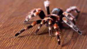 Las arañas tardarían menos de un año en comerse a todos los humanos