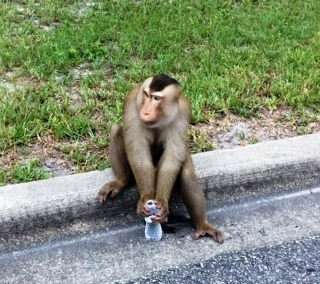 Un mono que escapó de la casa de su dueño en Orlando, Florida, mordisqueó la correspondencia del vecino, arrancó molduras de una patrulla policial y se columpió en un cartel de la calle. La policía respondió a la denuncia telefónica y lo atrapó poco después.   (Sanford Police Department via AP )