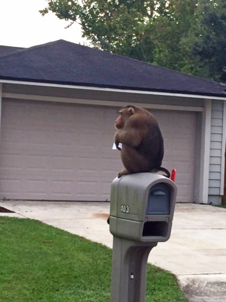 Un mono que escapó de la casa de su dueño se sienta en un buzón. El mono Zeek que escapó de la casa de su dueño en Orlando, Florida, mordisqueó la correspondencia del vecino, arrancó molduras de una patrulla policial y se columpió en un cartel de la calle. Lo atraparon poco después. (Sanford Police Department via AP )