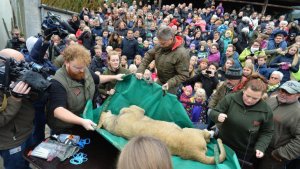 Un zoológico disecciona un león en público pese a protestas en Dinamarca (Fotos)
