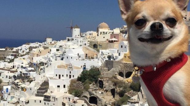 En Fotos: Conoce a “Miami”, el perro viajero
