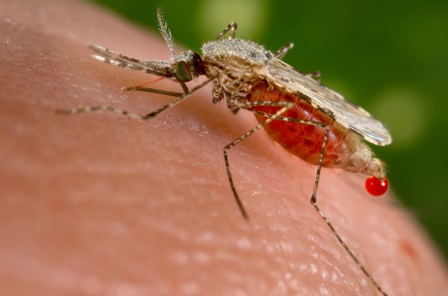 Crean una cepa de mosquitos portadores de genes antimalaria