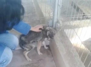 ¡Conmovedora! La historia del perro que llora al recibir cariño tras ser maltratado (Video)