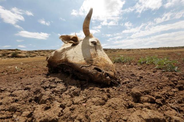 Una vaca yace muerta sobre un barrizal seco en un embalse en Senekal (Sudáfrica) hoy, 11 de enero de 2016. La última lluvia en la región fue el 15 de diciembre de 2015 y ha sufrido cortes en el suministro de agua durante los últimos 3 meses, lo que ha obligado a los vecinos de la zona a esperar largas colas para obtener agua potable. Varias regiones del país están sufriendo la peor sequía y las más altas temperaturas de los últimos 30 años. EFE/Kim Ludbrook