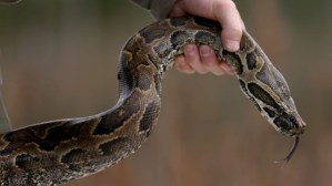 En la India: Una serpiente casi estrangula a su encantador (Video)