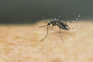 Costa Rica utiliza bacteria para atacar mosquito que trasmite el Zika