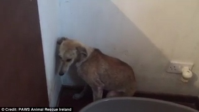 ¡Desgarrador! Una perra traumatizada por años solo mira hacia el rincón de una habitación (Video)