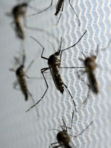 Japón aplica cuarentena por zika en aeropuerto internacional