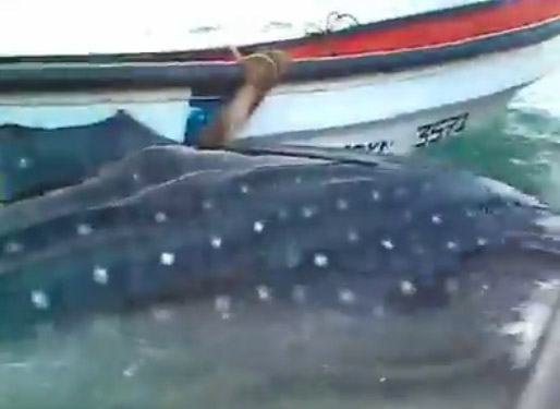 VIDEO: Pescadores de Chuao rescatan a tiburón ballena enredado en un chinchorro