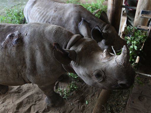 Rinocerontes prosperan en refugio sudafricano