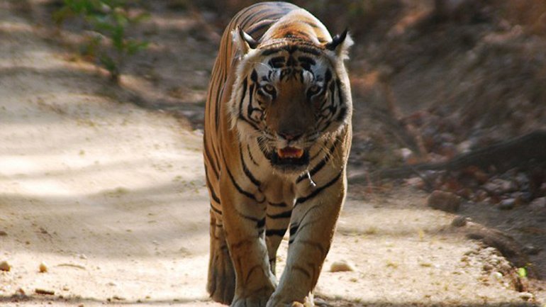 La población mundial de tigres en aumento por primera vez en un siglo