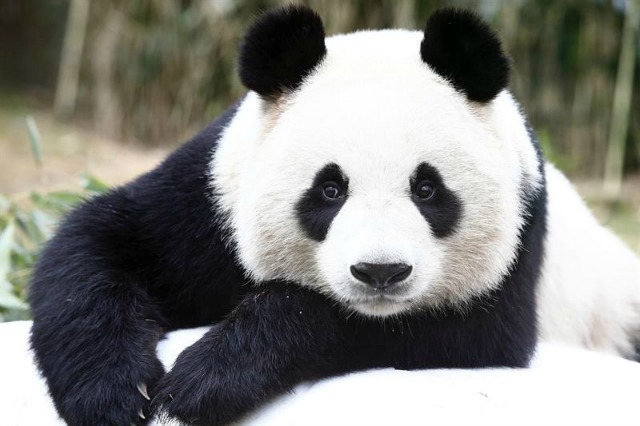  Ai Bao, una hembra de 3 años de oso panda chino, juega en el complejo Everland Resort de Yongin, al sur de Seúl (Corea del Sur) hoy, 7 de abril de 2016. Ella es una de la pareja de pandas comprometida por el presidente chino, Xi Jinping, al país durante su visita a Seúl de julio de 2014. Ai Bao y el macho Le Bao, de 4 años, se presentarán al público el próximo 21 de abril. EFE/Jeon Heon-Kyun