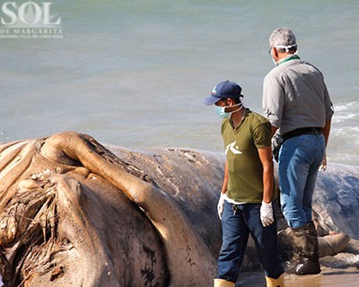 Ballena jorobada varó en playa de Margarita