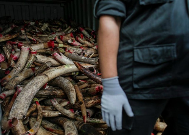Crece el comercio ilegal en especies menos conocidas mientras cae el tráfico de marfil
