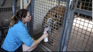 Tigre mata a su cuidadora en un zoológico de Florida