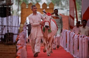 India organiza certamen de belleza para ganado (Fotos)