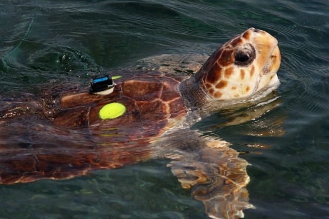 Una tortuga boba, nacido en cautiverio, nada más allá después de ser liberado en el mar por los empleados de la marina francesa parque Marineland, el 18 de mayo de 2016, en la sudoriental ciudad francesa de Antibes. Marineland está conduciendo un estudio sobre la aclimatación en el medio natural de tres jóvenes tortuga boba (Caretta caretta) nacidos en los acuarios. JEAN CHRISTOPHE MAGNENET / AFP