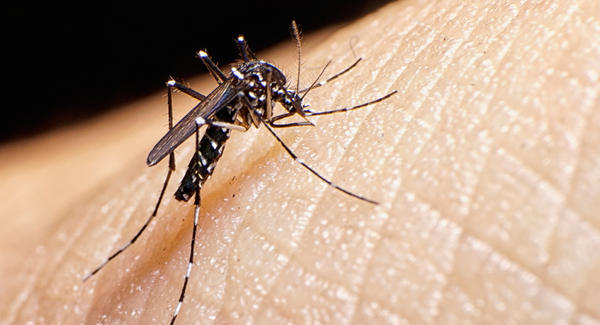 Una embarazada y otros 32 militares de EEUU han sido infectados por el zika