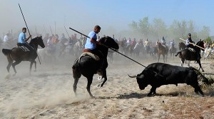 Región española prohíbe asesinato de toros en una polémica fiesta popular