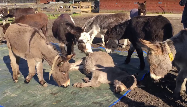 ¡Ellos también sienten! Burros lloran desconsoladamente a su amigo muerto