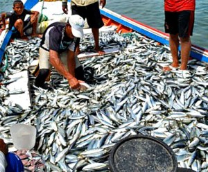 En Nueva Esparta intercambian las sardinas por mangos