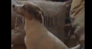 ¡Pobre! Mira cómo este perrito se lleva tremendo susto al ver “El Conjuro” (VIDEO)